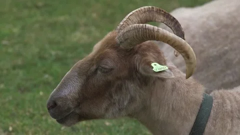 Chewing billy goat Stock Footage 137863248