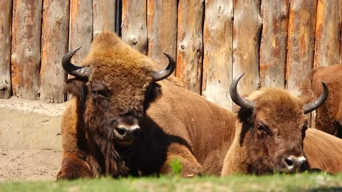 Chewing bison lie on the farm Stock Footage 227507806