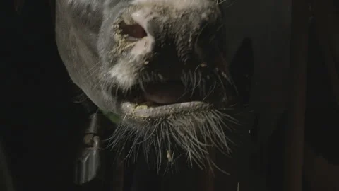 Chewing bull 動画素材 133316390