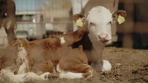 Chewing calf Stock Footage 320268211