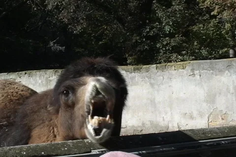 Chewing Camel  動画素材 333748