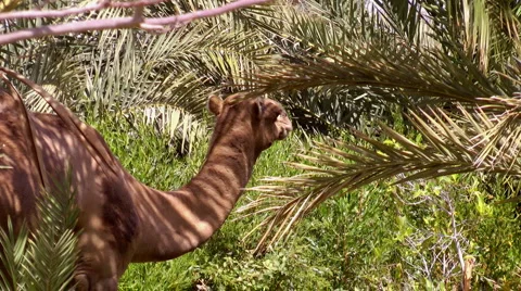 Chewing camel Stock Footage 1807099