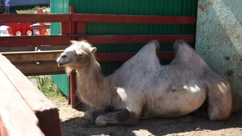 A chewing camel lying in a pen. Stock Footage 94716719