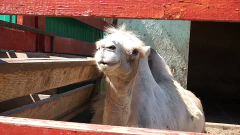 A chewing camel lying in a pen. Stock Footage 94739424
