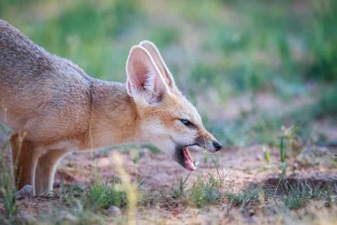 Chewing Cape fox. Foto stock