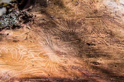 Chewing Channels of bark beetle Stock Photos