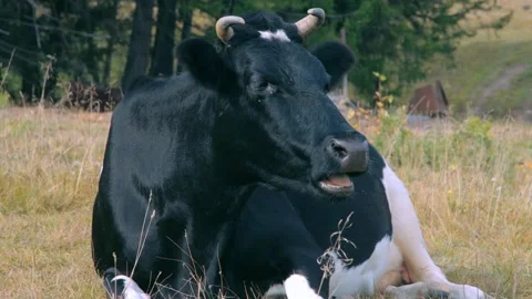 Chewing cow on the field 库存影片 258849275