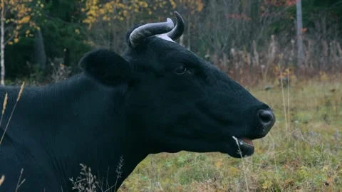 Chewing cow on the field Stock Footage 258849297