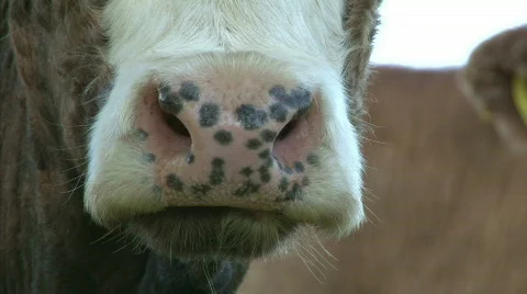 Chewing cow Stock Footage 646968