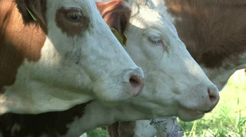 Chewing cow Stock Footage 646970