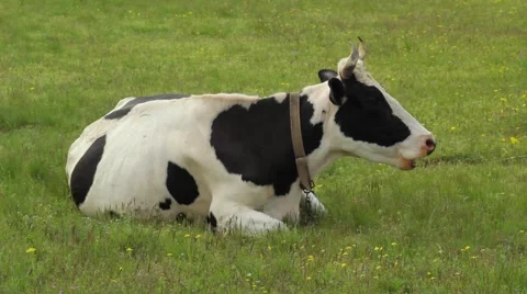 Chewing cow Stock Footage 50013605