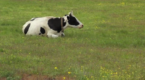Chewing cow Stock Footage 50798358