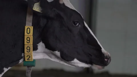 Chewing cow head with digital collar on the neck. Milk and Meat Industry. Video stock 163333089