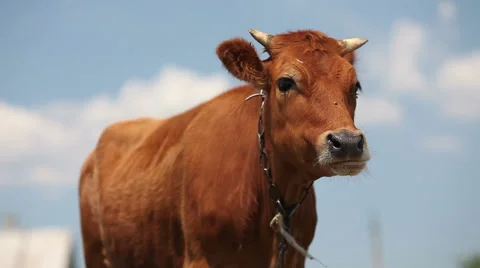 A chewing cow looking surprisingly straight into the camera Stockbeeldmateriaal 51736204