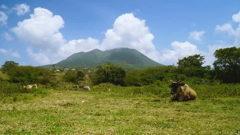 Chewing cow is lying on the ground in mountains of saint kitts and nevis islands 스톡 동영상 89936243