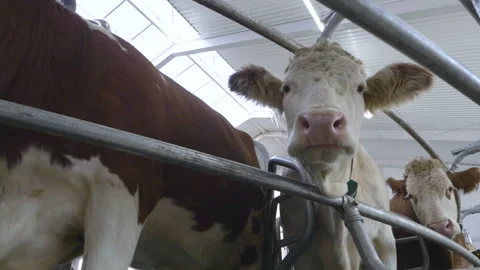 A chewing cow in a stall Stock Footage 246543559