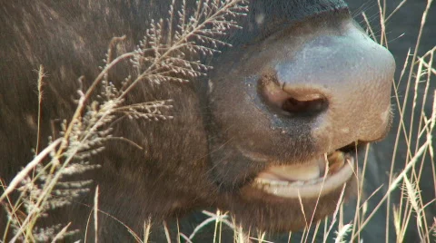 Chewing the Cud 库存影片 514300