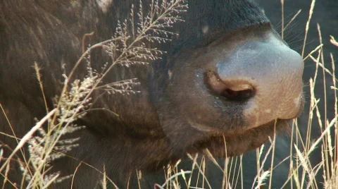 Chewing the Cud 库存影片 514315