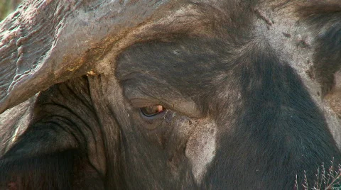 Chewing the Cud 库存影片 514384