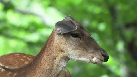 Chewing deer on blurred background, slow motion Stock Footage 311259207