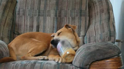 Chewing Dog 動画素材 11686084