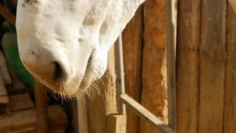 Chewing donkey 動画素材 119614890