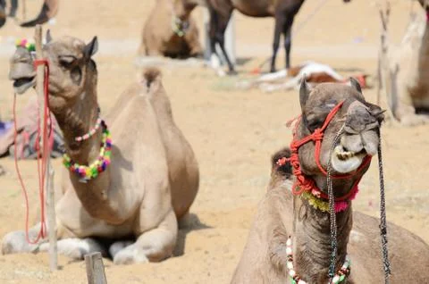 Chewing dromedary camel in nomadic camp at cattle fair holiday,pushkar,India Stock Photos