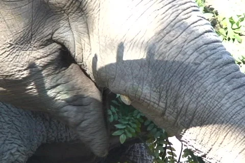Chewing Elephant 動画素材 397819