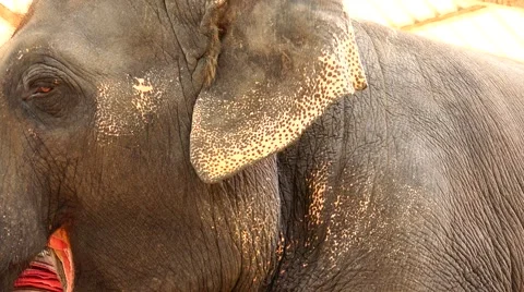 Chewing elephant. Stock Footage 48570807