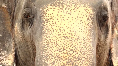 Chewing elephant. The head is large. Stock Footage 48570292