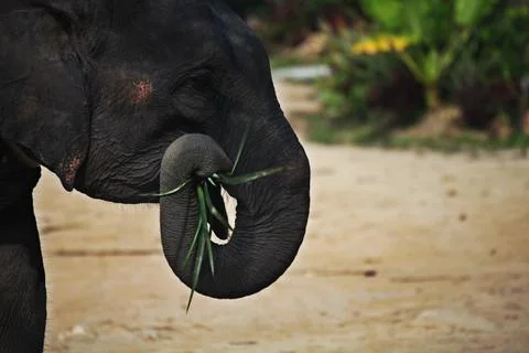 Chewing elephant Stock Photos