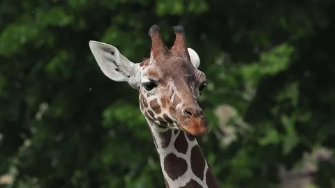 Chewing giraffe on the background of the autumn forest, slow motion Stock Footage 329054146