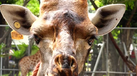 Chewing giraffe. Stock Footage 48559299