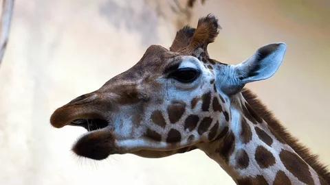 Chewing Giraffe Portrait Stock-Footage 94688452
