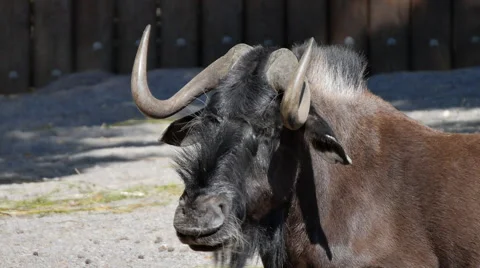 Chewing Gnu With Curved Horns Stock Footage 64948773