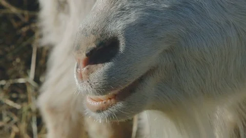 The chewing goat, close up Stock Footage 74084069