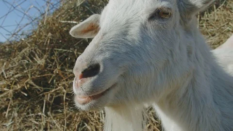 Chewing goat on the farm Stock Footage 74084047