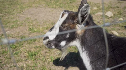 Chewing goat. Video stock 91587386