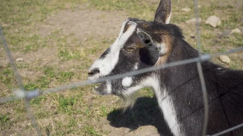 Chewing goat. Video stock 91587444