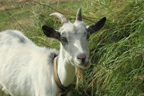Chewing goat Stock Photos