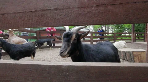 Chewing goats Stock Footage 35510716