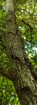 Chewing gum tree trunk Stock Photos