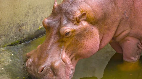 Chewing hippopotamus close up Stockbeeldmateriaal 34817176