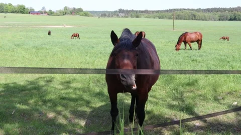 Chewing horse. Stock Footage 250658070