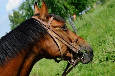 Chewing horse Stock Photos