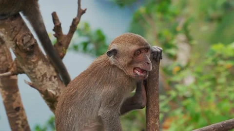 Chewing monkey sitting on the branch, Bali Stock Footage 223380107