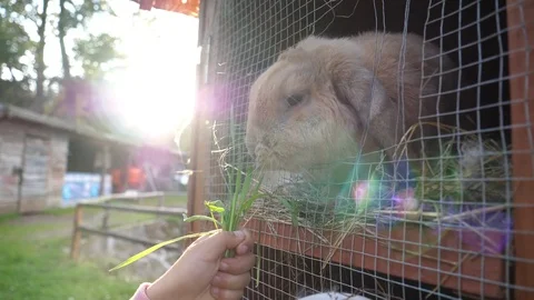 Chewing muzzle child in the village on grandparents farm feeds rabbit with grass Stock Footage