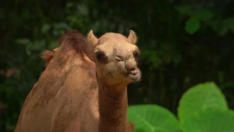 Chewing one-humped camel among green vegetation Stock Footage 147630451
