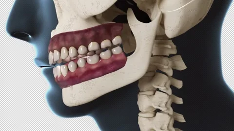 Chewing  Overview Stock Footage 274535207