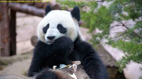 THE CHEWING PANDA IS Stock Photos